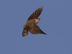 Ptyonoprogne fuligula anderssoni