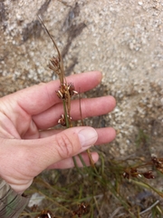 Juncus castaneus