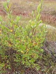 Salix udensis