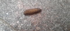 Insecta