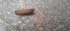 Insecta