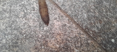Insecta