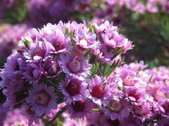 Verticordia plumosa
