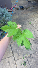 Humulus lupulus