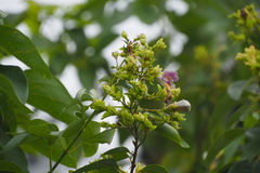 Gmelina racemosa