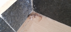 Gekkonidae