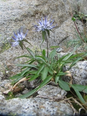 Phyteuma serratum
