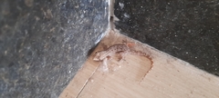 Gekkonidae