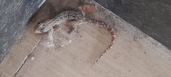 Gekkonidae