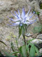 Phyteuma serratum