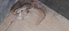 Gekkonidae