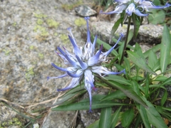 Phyteuma serratum