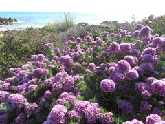 Verticordia plumosa