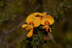 Pultenaea rostrata
