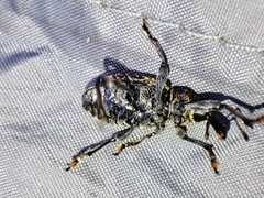 Hylobius excavatus