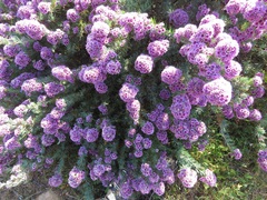 Verticordia plumosa