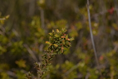 Pultenaea rostrata