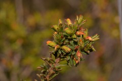 Pultenaea rostrata