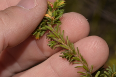 Pultenaea rostrata