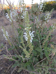 Salvia radula