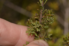Pultenaea rostrata