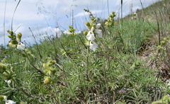 Salvia scabiosifolia