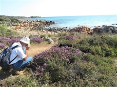 Verticordia plumosa