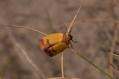 Chrysonoma tentatella