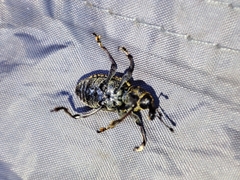 Hylobius excavatus