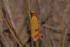 Chrysonoma tentatella