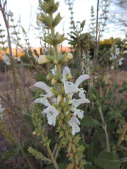 Salvia radula