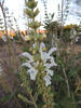African White Sage - Photo (c) graham_g, some rights reserved (CC BY-NC)