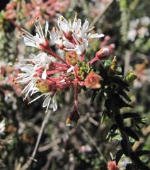 Agathosma trichocarpa