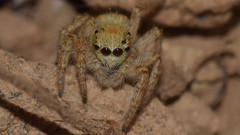 Carrhotus xanthogramma