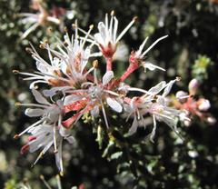 Agathosma trichocarpa