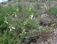 Salvia scabiosifolia