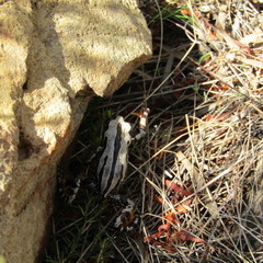 Semnodactylus wealii