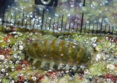 Lepidochitona cinerea