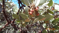 Arctostaphylos pringlei drupacea