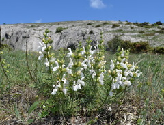 Salvia scabiosifolia