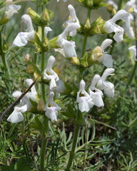 Salvia scabiosifolia