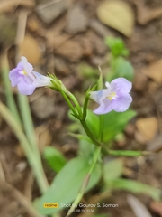 Bonnaya