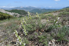 Salvia scabiosifolia