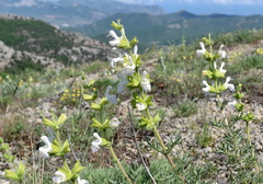 Salvia scabiosifolia
