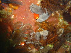 Pentacta doliolum