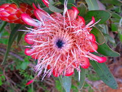 Protea susannae