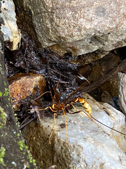 Megarhyssa macrurus icterosticta