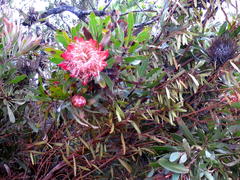 Protea susannae