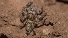 Carrhotus xanthogramma