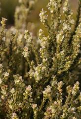 Psammotropha spicata